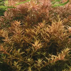 IC024, Rotala rotundifolia, ADA Rotala rotundifolia, tall stem aquascape plant, green to pink stem plant, easy aquarium stem plant, midground background aquatic plant, high light stem plant, tissue culture Rotala, CO₂ optional stem plant, lush aquarium plant