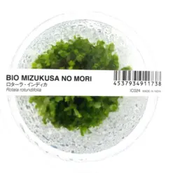 IC024, Rotala rotundifolia, ADA Rotala rotundifolia, tall stem aquascape plant, green to pink stem plant, easy aquarium stem plant, midground background aquatic plant, high light stem plant, tissue culture Rotala, CO₂ optional stem plant, lush aquarium plant