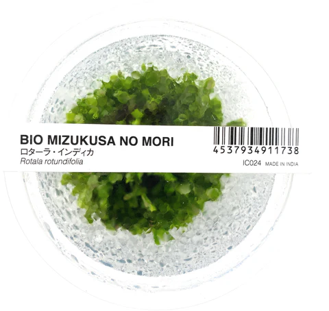 IC024, Rotala rotundifolia, ADA Rotala rotundifolia, tall stem aquascape plant, green to pink stem plant, easy aquarium stem plant, midground background aquatic plant, high light stem plant, tissue culture Rotala, CO₂ optional stem plant, lush aquarium plant