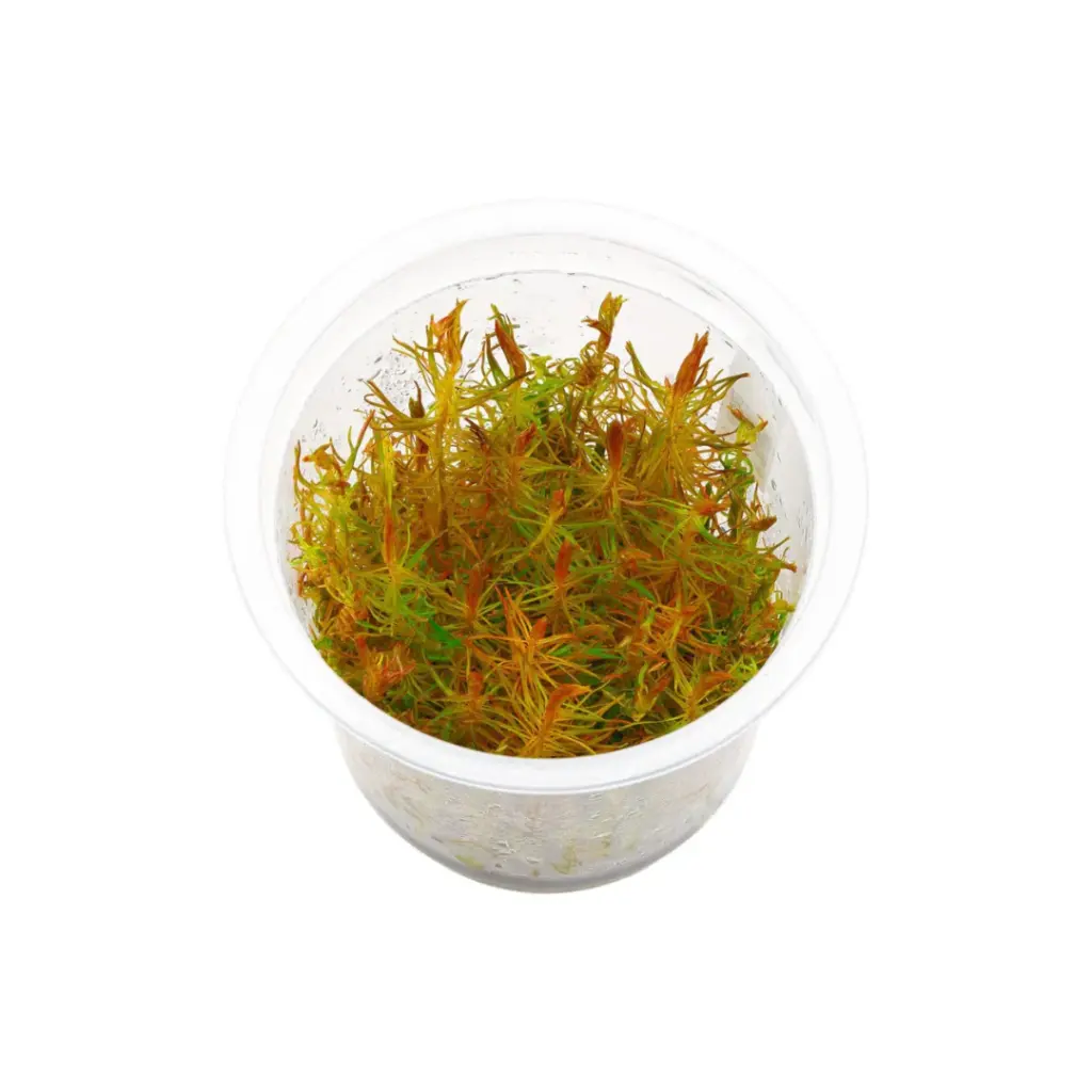 IC025, Rotala wallichii, Rose Rotala, Vietnam Rotala, fine leaf stem plant, high-tech aquarium plant, CO₂ demanding stem, midground background rotala, tissue culture Rose Rotala, feathery aquarium plant, advanced planted tank plant