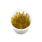 IC025, Rotala wallichii, Rose Rotala, Vietnam Rotala, fine leaf stem plant, high-tech aquarium plant, CO₂ demanding stem, midground background rotala, tissue culture Rose Rotala, feathery aquarium plant, advanced planted tank plant