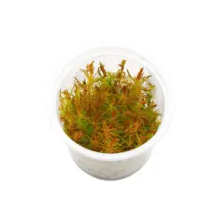 IC025, Rotala wallichii, Rose Rotala, Vietnam Rotala, fine leaf stem plant, high-tech aquarium plant, CO₂ demanding stem, midground background rotala, tissue culture Rose Rotala, feathery aquarium plant, advanced planted tank plant