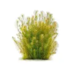 IC025, Rotala wallichii, Rose Rotala, Vietnam Rotala, fine leaf stem plant, high-tech aquarium plant, CO₂ demanding stem, midground background rotala, tissue culture Rose Rotala, feathery aquarium plant, advanced planted tank plant