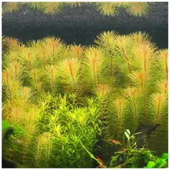 IC025, Rotala wallichii, Rose Rotala, Vietnam Rotala, fine leaf stem plant, high-tech aquarium plant, CO₂ demanding stem, midground background rotala, tissue culture Rose Rotala, feathery aquarium plant, advanced planted tank plant