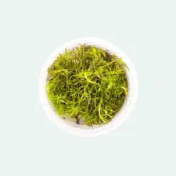 IC026, Pogostemon stellatus ‘Dassen’, Pogostemon Dassen, fine leaf stem plant, textured aquarium plant, midground stem accent, CO₂ high light plant, advanced aquarium plant, red green stem plant, tissue culture Pogostemon, aquascaping highlight plant