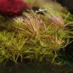 IC026, Pogostemon stellatus ‘Dassen’, Pogostemon Dassen, fine leaf stem plant, textured aquarium plant, midground stem accent, CO₂ high light plant, advanced aquarium plant, red green stem plant, tissue culture Pogostemon, aquascaping highlight plant