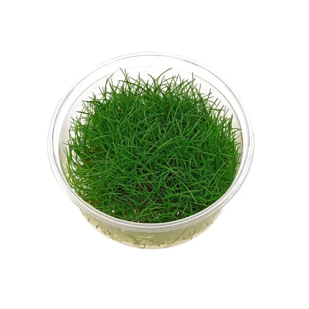 ADA IC027, Eleocharis belem, Japanese dwarf hairgrass, foreground carpet plant, grass aquarium plant, CO₂ carpet plant, nature-style aquarium plant, Eleocharis tissue culture, high-tech foreground plant, soft grass aquarium plant, aquarium grass care
