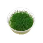 ADA IC027, Eleocharis belem, Japanese dwarf hairgrass, foreground carpet plant, grass aquarium plant, CO₂ carpet plant, nature-style aquarium plant, Eleocharis tissue culture, high-tech foreground plant, soft grass aquarium plant, aquarium grass care