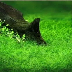 ADA IC027, Eleocharis belem, Japanese dwarf hairgrass, foreground carpet plant, grass aquarium plant, CO₂ carpet plant, nature-style aquarium plant, Eleocharis tissue culture, high-tech foreground plant, soft grass aquarium plant, aquarium grass care