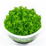 ADA IC029, Micranthemum Monte Carlo, Monte Carlo Pearlweed, aquarium carpeting plant, foreground carpeting plant, CO₂ carpet plant, easy aquarium carpet, Argentina aquarium plant, tissue culture Monte Carlo, green carpet aquatic plant, aquascaping foreground plant