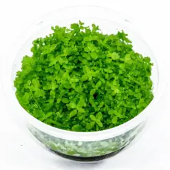 ADA IC029, Micranthemum Monte Carlo, Monte Carlo Pearlweed, aquarium carpeting plant, foreground carpeting plant, CO₂ carpet plant, easy aquarium carpet, Argentina aquarium plant, tissue culture Monte Carlo, green carpet aquatic plant, aquascaping foreground plant