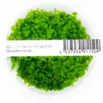 ADA IC029, Micranthemum Monte Carlo, Monte Carlo Pearlweed, aquarium carpeting plant, foreground carpeting plant, CO₂ carpet plant, easy aquarium carpet, Argentina aquarium plant, tissue culture Monte Carlo, green carpet aquatic plant, aquascaping foreground plant