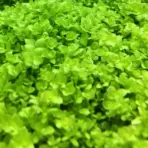 ADA IC029, Micranthemum Monte Carlo, Monte Carlo Pearlweed, aquarium carpeting plant, foreground carpeting plant, CO₂ carpet plant, easy aquarium carpet, Argentina aquarium plant, tissue culture Monte Carlo, green carpet aquatic plant, aquascaping foreground plant