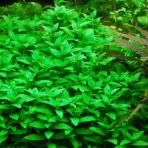 ADA IC030, Staurogyne repens, ADA Staurogyne repens, midground carpet plant, hardy aquarium plant, easy aquascape plant, green midground plant, low-tech aquatic plant, CO₂ optional midground plant, Staurogyne care guide, planted tank accent plant