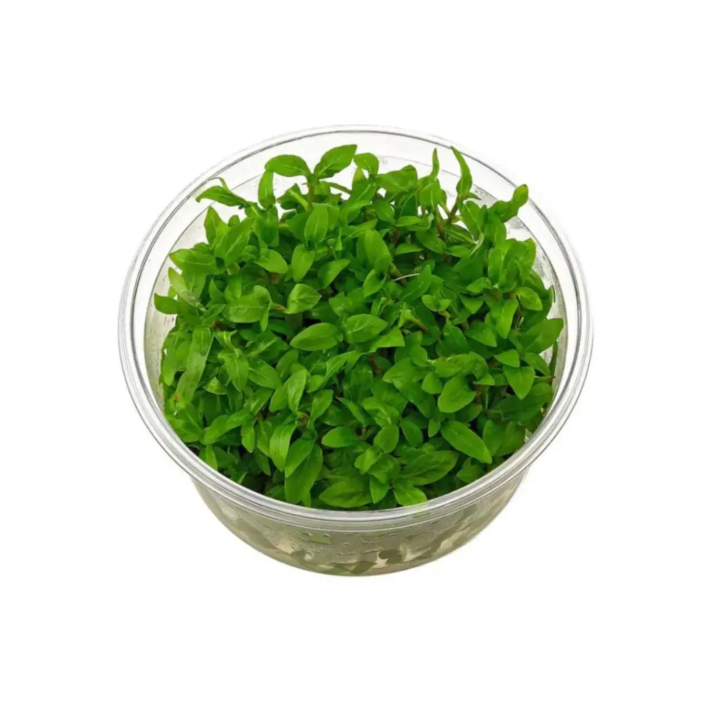 ADA IC030, Staurogyne repens, ADA Staurogyne repens, midground carpet plant, hardy aquarium plant, easy aquascape plant, green midground plant, low-tech aquatic plant, CO₂ optional midground plant, Staurogyne care guide, planted tank accent plant