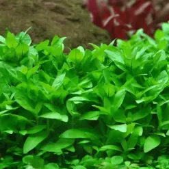 ADA IC030, Staurogyne repens, ADA Staurogyne repens, midground carpet plant, hardy aquarium plant, easy aquascape plant, green midground plant, low-tech aquatic plant, CO₂ optional midground plant, Staurogyne care guide, planted tank accent plant