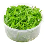 ADA IC031, Cyperus helferi, umbrella grass aquarium plant, foreground grass plant, midground texture plant, easy aquatic grass, tissue culture Cyperus, CO₂ optional plant, planting umbrella grass, aquarium grass care, tropical grass plant