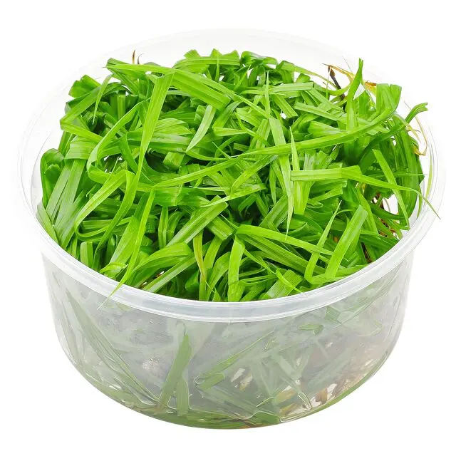 ADA IC031, Cyperus helferi, umbrella grass aquarium plant, foreground grass plant, midground texture plant, easy aquatic grass, tissue culture Cyperus, CO₂ optional plant, planting umbrella grass, aquarium grass care, tropical grass plant