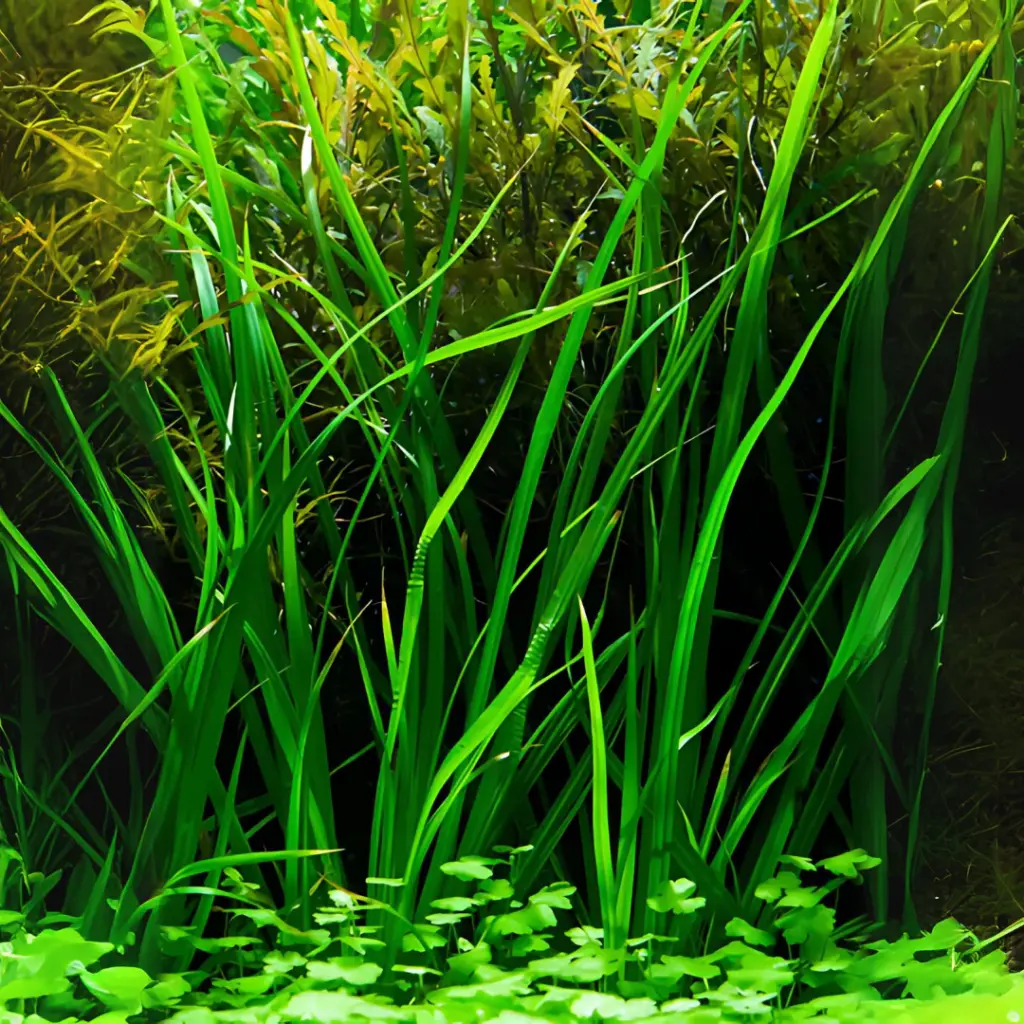 ADA IC031, Cyperus helferi, umbrella grass aquarium plant, foreground grass plant, midground texture plant, easy aquatic grass, tissue culture Cyperus, CO₂ optional plant, planting umbrella grass, aquarium grass care, tropical grass plant