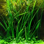 ADA IC031, Cyperus helferi, umbrella grass aquarium plant, foreground grass plant, midground texture plant, easy aquatic grass, tissue culture Cyperus, CO₂ optional plant, planting umbrella grass, aquarium grass care, tropical grass plant