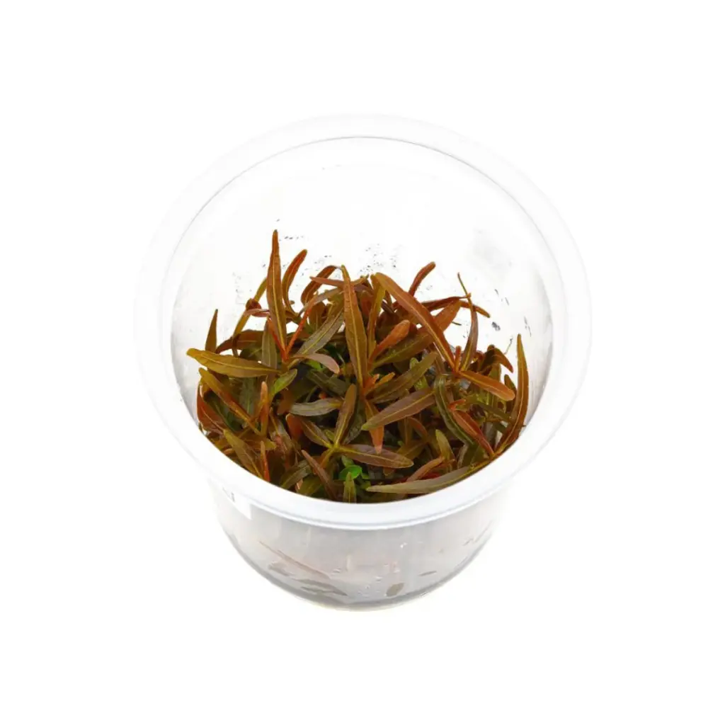 ADA IC034, Hygrophila lancea Araguaia, Araguaia Hygrophila, narrow leaf stem plant, red-toned aquarium plant, medium light stem cluster, CO₂ aquarium accent plant, midground Hygrophila, tissue culture Araguaia, aquatic red plant, ADA stem accent plant