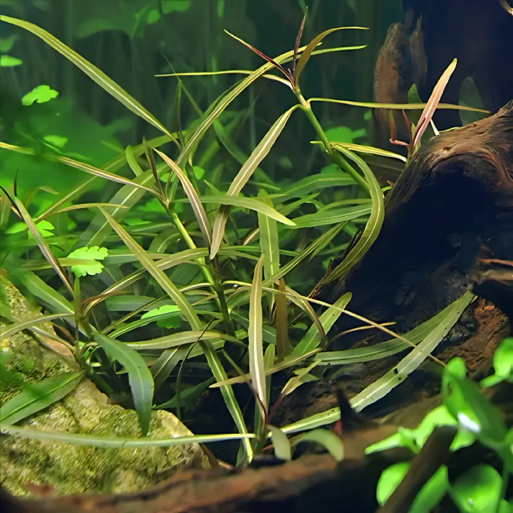ADA IC034, Hygrophila lancea Araguaia, Araguaia Hygrophila, narrow leaf stem plant, red-toned aquarium plant, medium light stem cluster, CO₂ aquarium accent plant, midground Hygrophila, tissue culture Araguaia, aquatic red plant, ADA stem accent plant