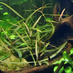 ADA IC034, Hygrophila lancea Araguaia, Araguaia Hygrophila, narrow leaf stem plant, red-toned aquarium plant, medium light stem cluster, CO₂ aquarium accent plant, midground Hygrophila, tissue culture Araguaia, aquatic red plant, ADA stem accent plant
