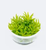 ADA IC035, Pogostemon helferi, rosette midground plant, bushy aquarium plant, textured aquarium plant, CO₂ midground plant, medium light Pogostemon, tissue culture Pogostemon helferi, aquarium midground greenery, lush midground plant, planted tank Pogostemon