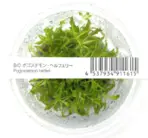 ADA IC035, Pogostemon helferi, rosette midground plant, bushy aquarium plant, textured aquarium plant, CO₂ midground plant, medium light Pogostemon, tissue culture Pogostemon helferi, aquarium midground greenery, lush midground plant, planted tank Pogostemon