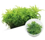 ADA IC035, Pogostemon helferi, rosette midground plant, bushy aquarium plant, textured aquarium plant, CO₂ midground plant, medium light Pogostemon, tissue culture Pogostemon helferi, aquarium midground greenery, lush midground plant, planted tank Pogostemon