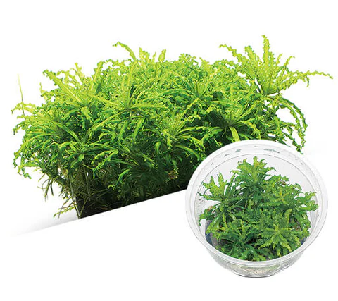 ADA IC035, Pogostemon helferi, rosette midground plant, bushy aquarium plant, textured aquarium plant, CO₂ midground plant, medium light Pogostemon, tissue culture Pogostemon helferi, aquarium midground greenery, lush midground plant, planted tank Pogostemon