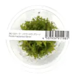 Rotala macrandra green narrow, Rotala fine stem plant, midground stem plant, slender aquarium plant, CO₂ aquarium stem, medium light Rotala, planted tank greenery, tissue culture Rotala macrandra, background aquarium plant, aquatic stem plant care