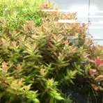 Rotala macrandra green narrow, Rotala fine stem plant, midground stem plant, slender aquarium plant, CO₂ aquarium stem, medium light Rotala, planted tank greenery, tissue culture Rotala macrandra, background aquarium plant, aquatic stem plant care