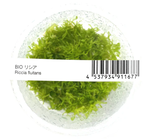 ADA IC040, Riccia fluitans, floating moss, aquascape riccia, carpet moss plant, foreground aquatic plant, CO₂ moss, high-tech aquarium moss, shrimp tank moss, tissue culture Riccia, aquarium carpeting moss