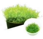ADA IC040, Riccia fluitans, floating moss, aquascape riccia, carpet moss plant, foreground aquatic plant, CO₂ moss, high-tech aquarium moss, shrimp tank moss, tissue culture Riccia, aquarium carpeting moss