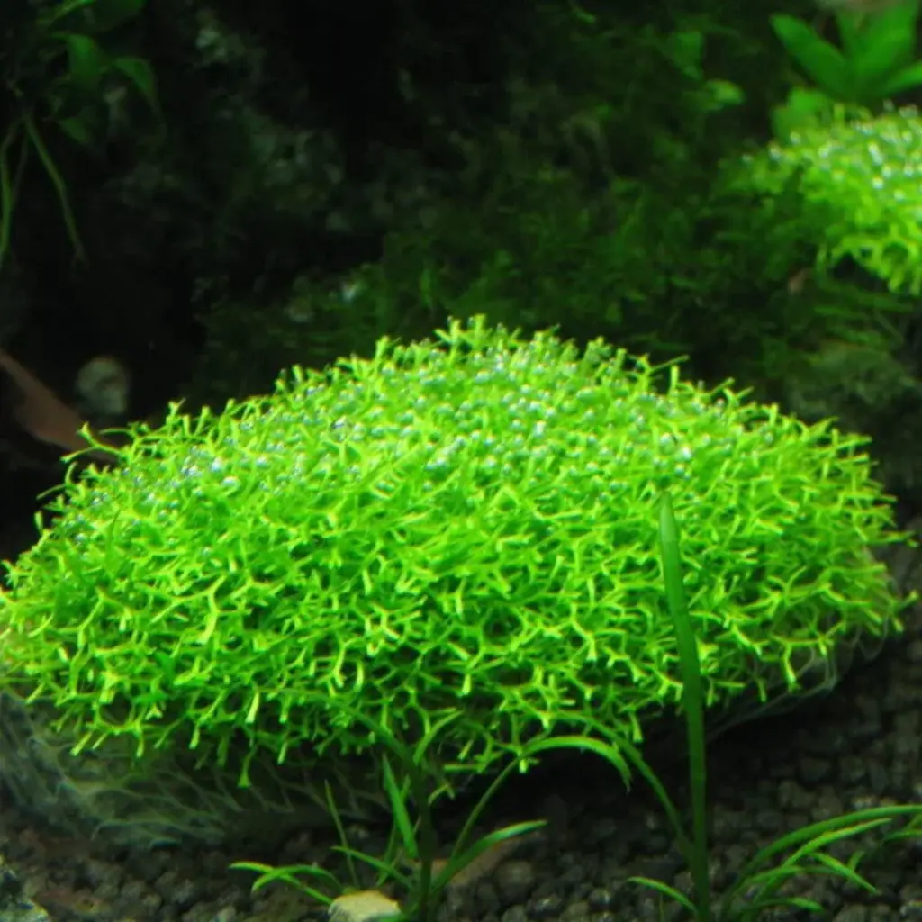 ADA IC040, Riccia fluitans, floating moss, aquascape riccia, carpet moss plant, foreground aquatic plant, CO₂ moss, high-tech aquarium moss, shrimp tank moss, tissue culture Riccia, aquarium carpeting moss