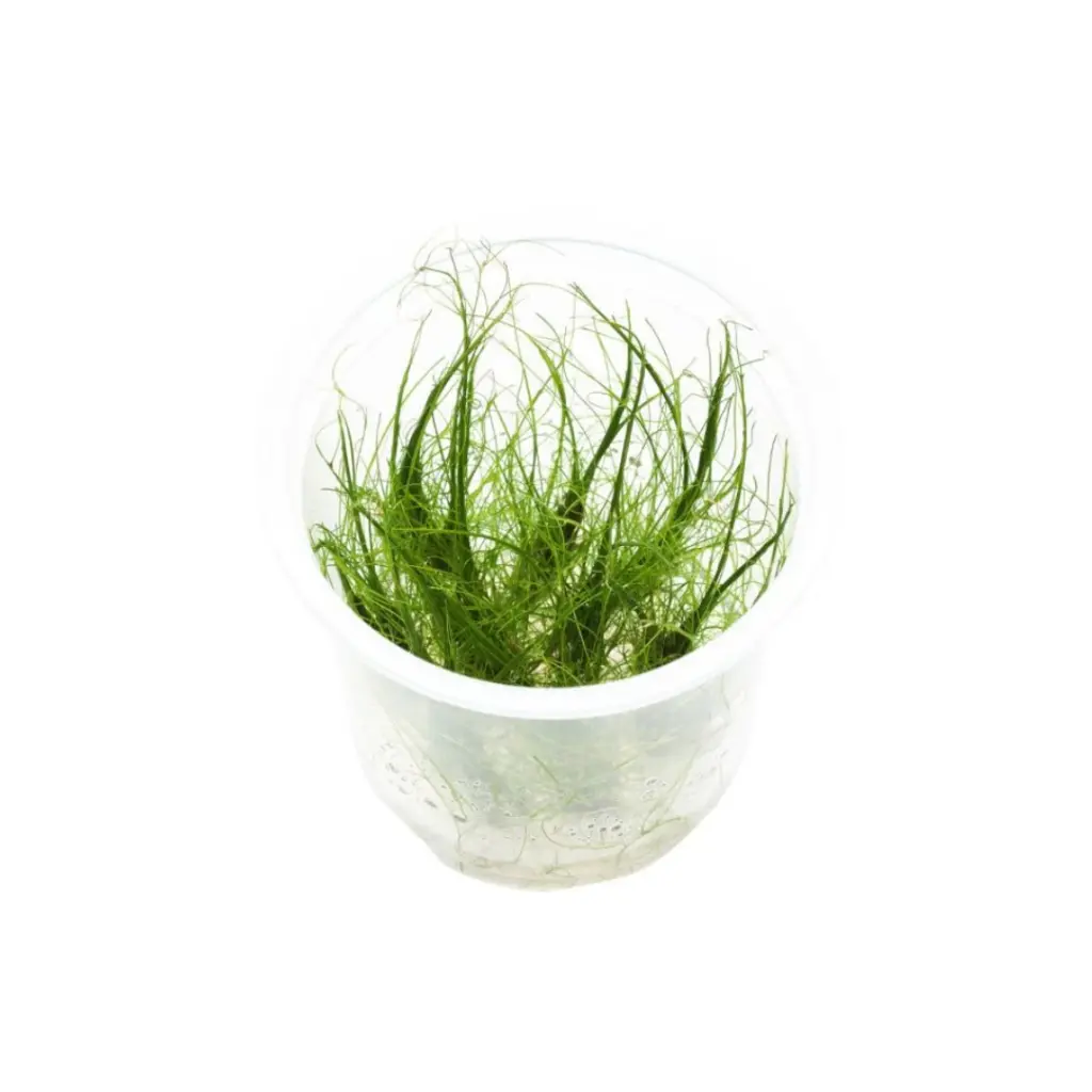 ADA IC041, Eleocharis vivipara, grassy vivipara, midground grass plant, aquarium grass accent, ADA grass plant, aquarium texture plant, tissue culture Eleocharis, CO₂ grass plant, upright aquarium plant, planted tank midground grass