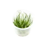 ADA IC041, Eleocharis vivipara, grassy vivipara, midground grass plant, aquarium grass accent, ADA grass plant, aquarium texture plant, tissue culture Eleocharis, CO₂ grass plant, upright aquarium plant, planted tank midground grass
