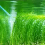 ADA IC041, Eleocharis vivipara, grassy vivipara, midground grass plant, aquarium grass accent, ADA grass plant, aquarium texture plant, tissue culture Eleocharis, CO₂ grass plant, upright aquarium plant, planted tank midground grass