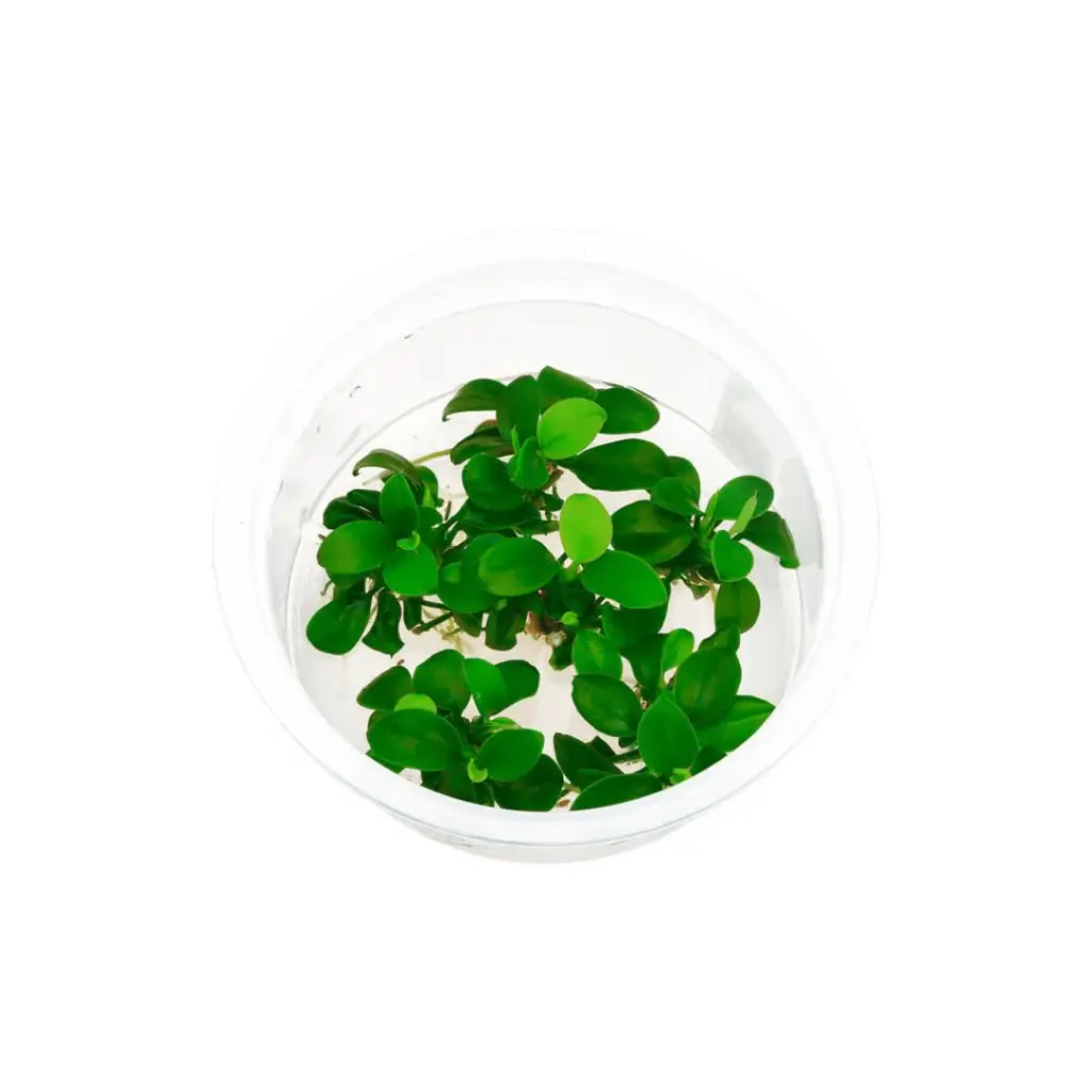 ADA IC055, Anubias nana petite, ADA Anubias Petite, tiny Anubias, low light foreground plant, epiphytic aquarium plant, mini Anubias, hardy aquarium epiphyte, aquarium hardscape accent, beginner aquarium plant, pet-friendly aquarium plant