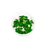 ADA IC055, Anubias nana petite, ADA Anubias Petite, tiny Anubias, low light foreground plant, epiphytic aquarium plant, mini Anubias, hardy aquarium epiphyte, aquarium hardscape accent, beginner aquarium plant, pet-friendly aquarium plant