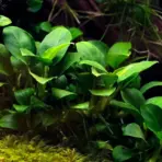 ADA IC055, Anubias nana petite, ADA Anubias Petite, tiny Anubias, low light foreground plant, epiphytic aquarium plant, mini Anubias, hardy aquarium epiphyte, aquarium hardscape accent, beginner aquarium plant, pet-friendly aquarium plant