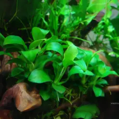 ADA IC055, Anubias nana petite, ADA Anubias Petite, tiny Anubias, low light foreground plant, epiphytic aquarium plant, mini Anubias, hardy aquarium epiphyte, aquarium hardscape accent, beginner aquarium plant, pet-friendly aquarium plant