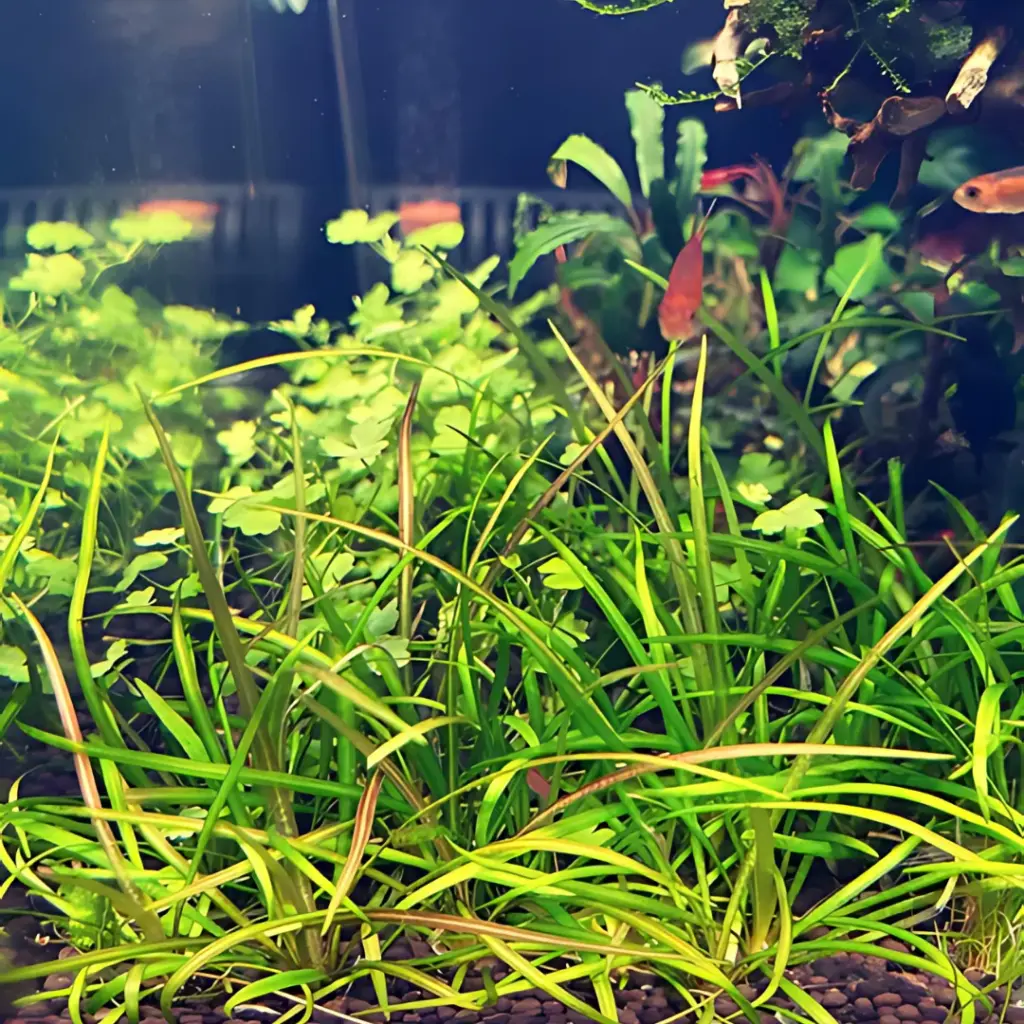 ADA IC076, Echinodorus tenellus, Pygmy Chain Sword, Helanthium tenellum, foreground carpeting plant, aquatic grass plant, CO₂ carpet plant, easy aquarium carpet plant, tissue culture E. tenellus, planted aquarium foreground, aquascaping carpet plant