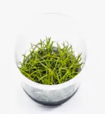 ADA IC076, Echinodorus tenellus, Pygmy Chain Sword, Helanthium tenellum, foreground carpeting plant, aquatic grass plant, CO₂ carpet plant, easy aquarium carpet plant, tissue culture E. tenellus, planted aquarium foreground, aquascaping carpet plant