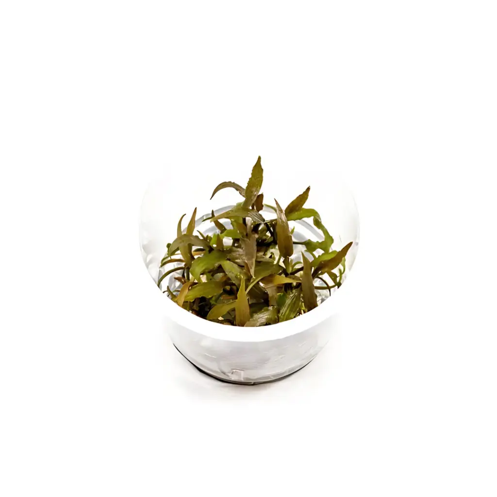 ADA IC090, Cryptocoryne axelrodi, Axelrod's Crypt, narrow leaf crypt, beginner-rosette aquarium plant, low light midground plant, easy crypt plant, tissue culture Cryptocoryne, green-brown cryptocoryne, stable tank midground plant, Cryptocoryne care guide