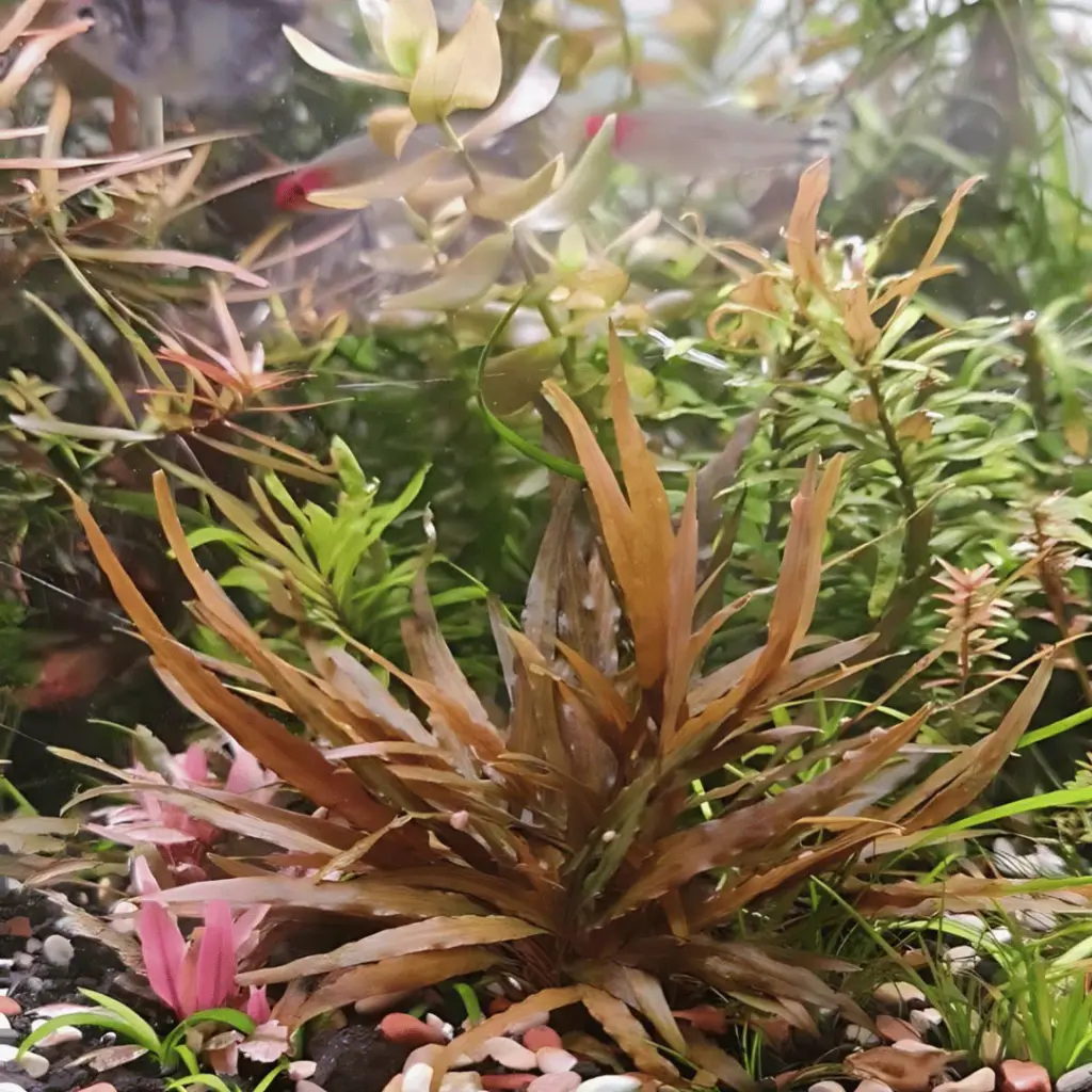 ADA IC090, Cryptocoryne axelrodi, Axelrod's Crypt, narrow leaf crypt, beginner-rosette aquarium plant, low light midground plant, easy crypt plant, tissue culture Cryptocoryne, green-brown cryptocoryne, stable tank midground plant, Cryptocoryne care guide