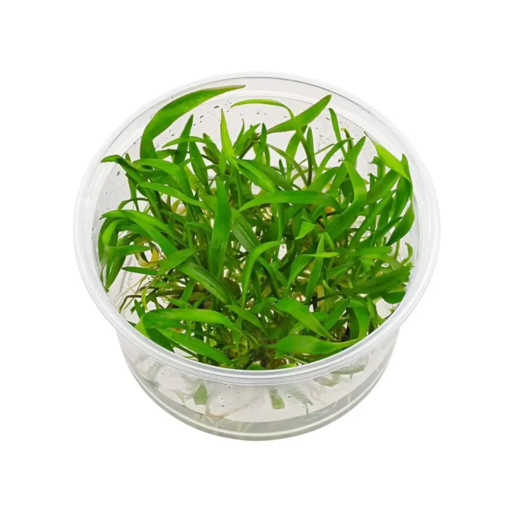 ADA IC091, Cryptocoryne lucens, glossy cryptocoryne, rare rosette aquarium plant, low light midground plant, ADA Cryptocoryne lucens, easy crypt plant, tissue culture lucens, green glossy aquatic plant, planted tank midground rosette, cryptocoryne care guide