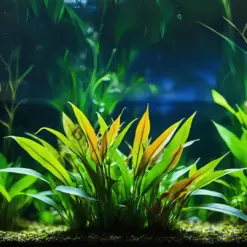ADA IC091, Cryptocoryne lucens, glossy cryptocoryne, rare rosette aquarium plant, low light midground plant, ADA Cryptocoryne lucens, easy crypt plant, tissue culture lucens, green glossy aquatic plant, planted tank midground rosette, cryptocoryne care guide