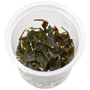 ADA IC094, Cryptocoryne wendtii brown, brown cryptocoryne, easy cryptocoryne wendtii, low light rosette plant, midground aquarium plant, Sri Lanka crypt, tissue culture C. wendtii brown, hardy aquarium crypt, stable tank plant, cryptocoryne care guide